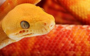 Sonhar Cobra Laranja O Verdadeiro Significado