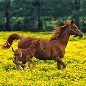 Sonhar com cavalos