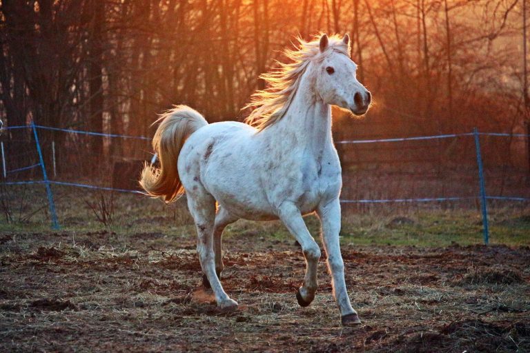 Sonhar Com Cavalo Correndo – Significado Espiritual