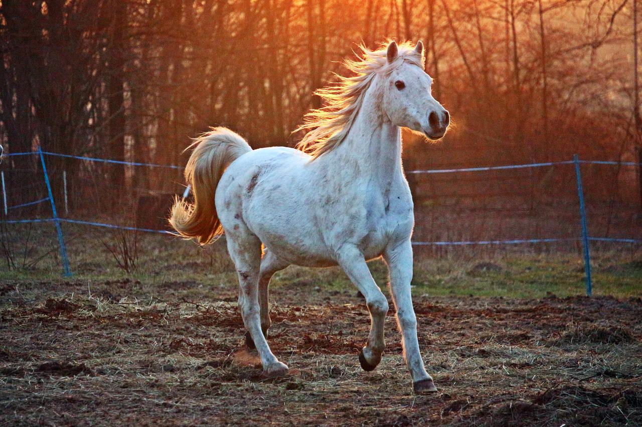 cavalo correndo no pasto