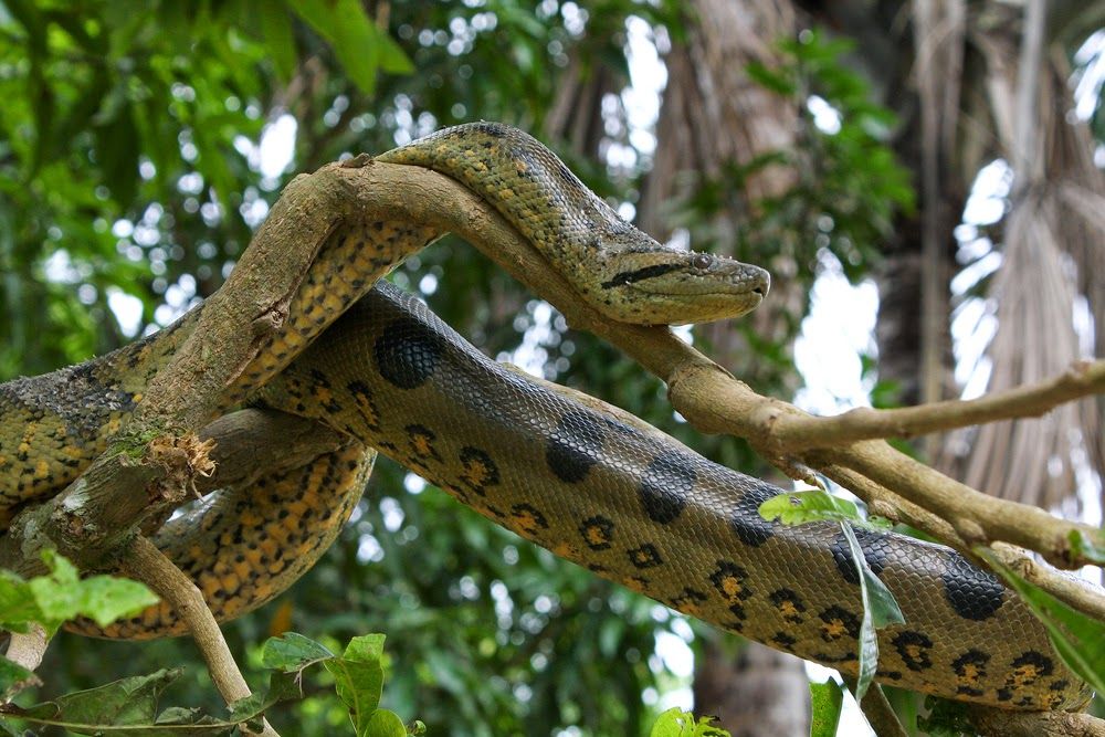 cobra anaconda em cima de um galho na árvore