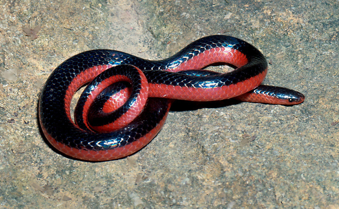 Sonhar com cobra azul: Azul claro, escuro, com preto, com vermelho e mais!