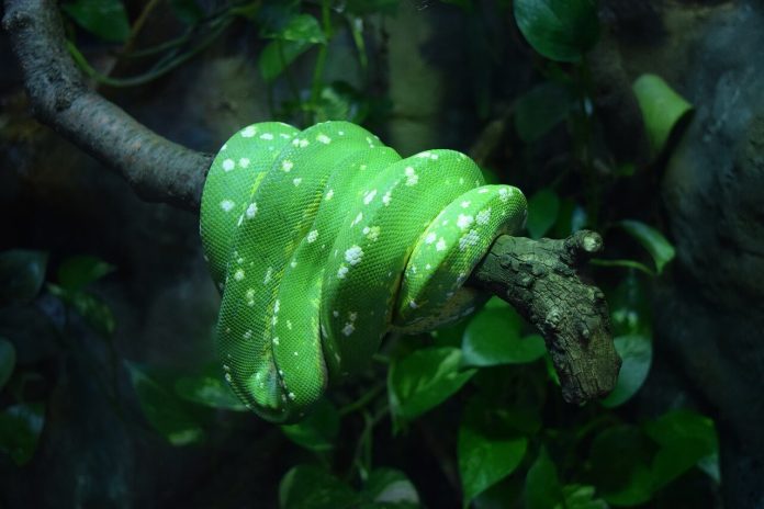 cobra verde enrolada no galho