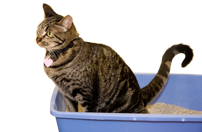 gato defecando em uma caixinha de areia