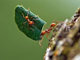 duas formigas saúva trabalhando na natureza
