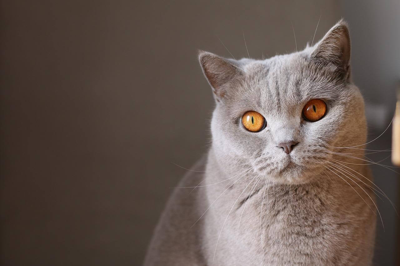 gato cinza do olho marrom