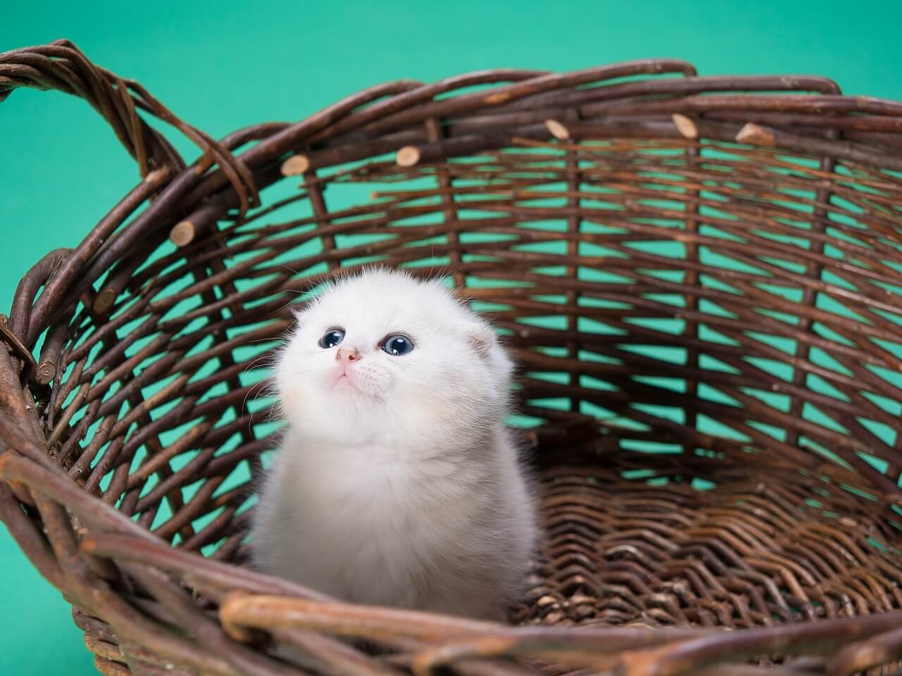 gatinho branco dentro da cesta