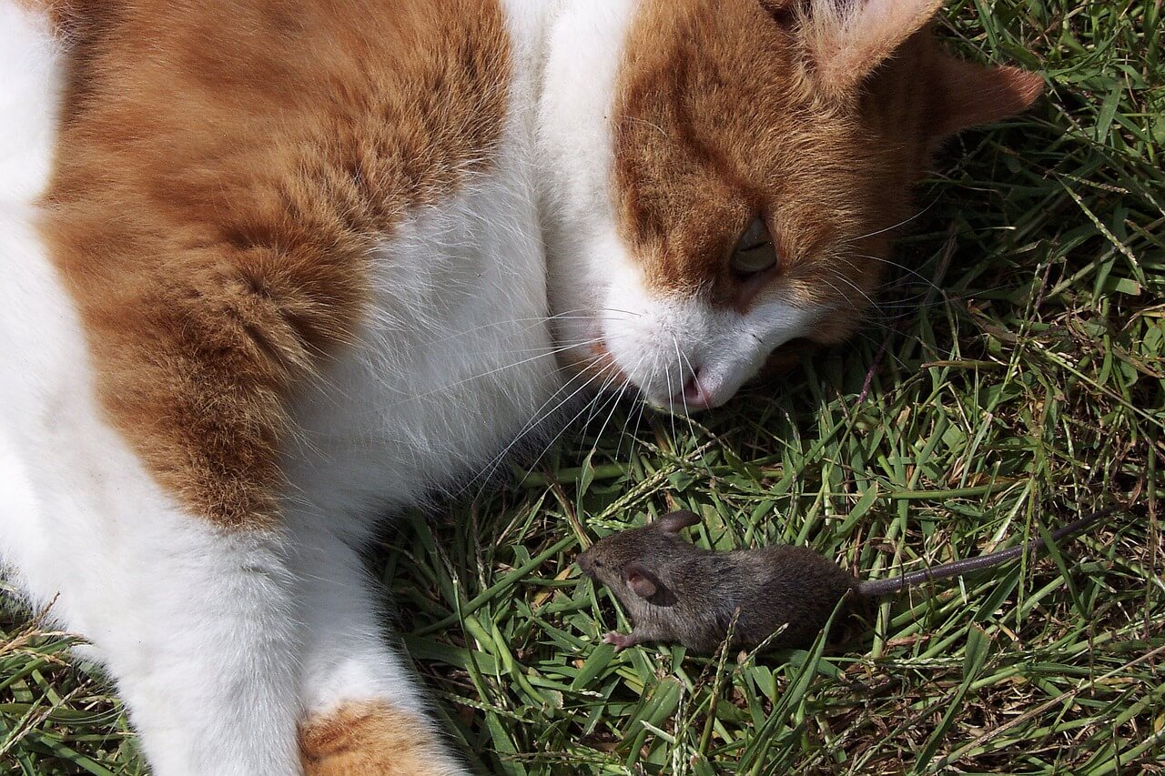 gato deitado na grama perto de rato
