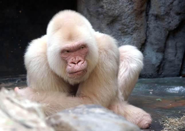 macaco branco albino