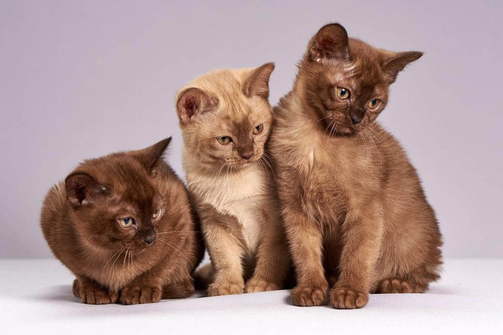 três gatos marrons claros