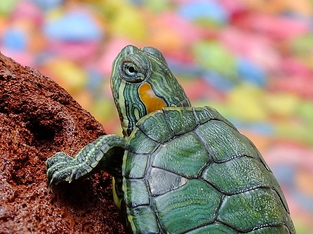 tartaruga verde subindo um pequeno morro de terra