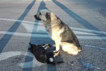 cachorro branco cuidando do seu amigo cachorro que foi atropelado na estrada