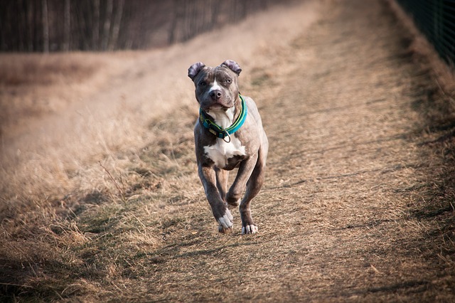 cachorro bravo pitbull correndo