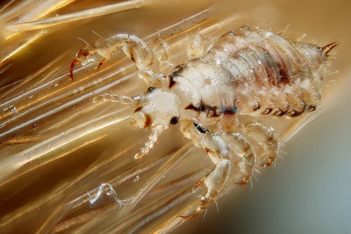 piolho de perto no microscópio
