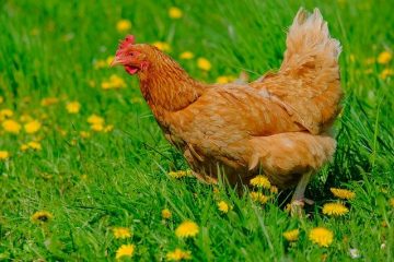 galinha amarela ciscando na grama verde