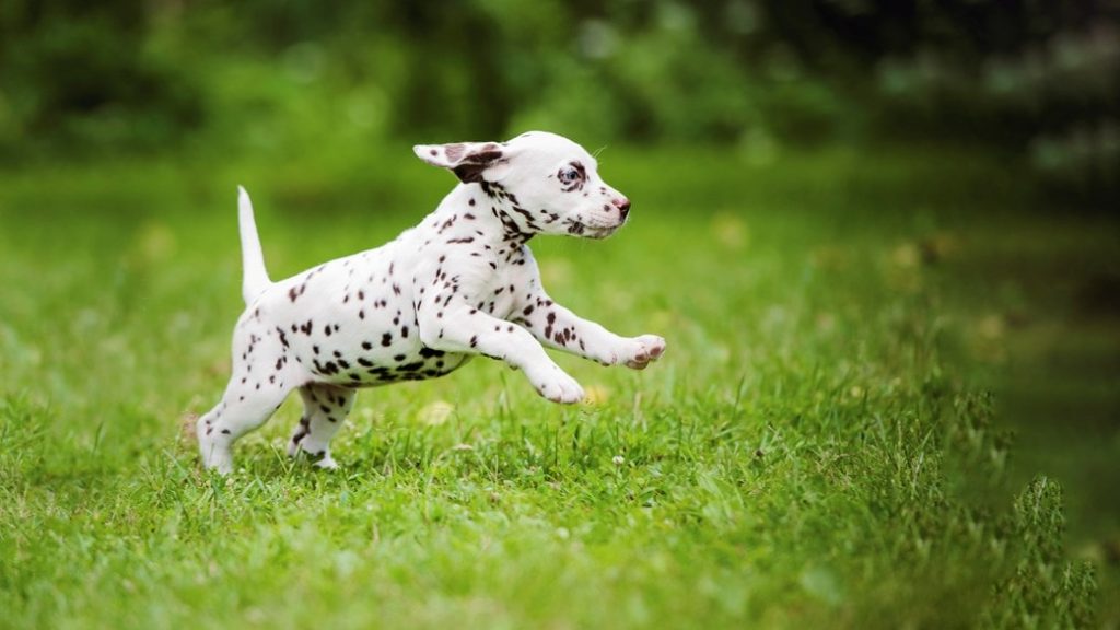 cachorro dálmata correndo no gramado do jardim