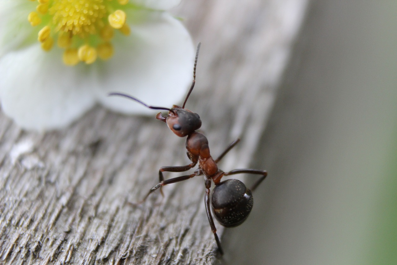 formiga preta com marrom andando sob uma tábua em direção a uma flor