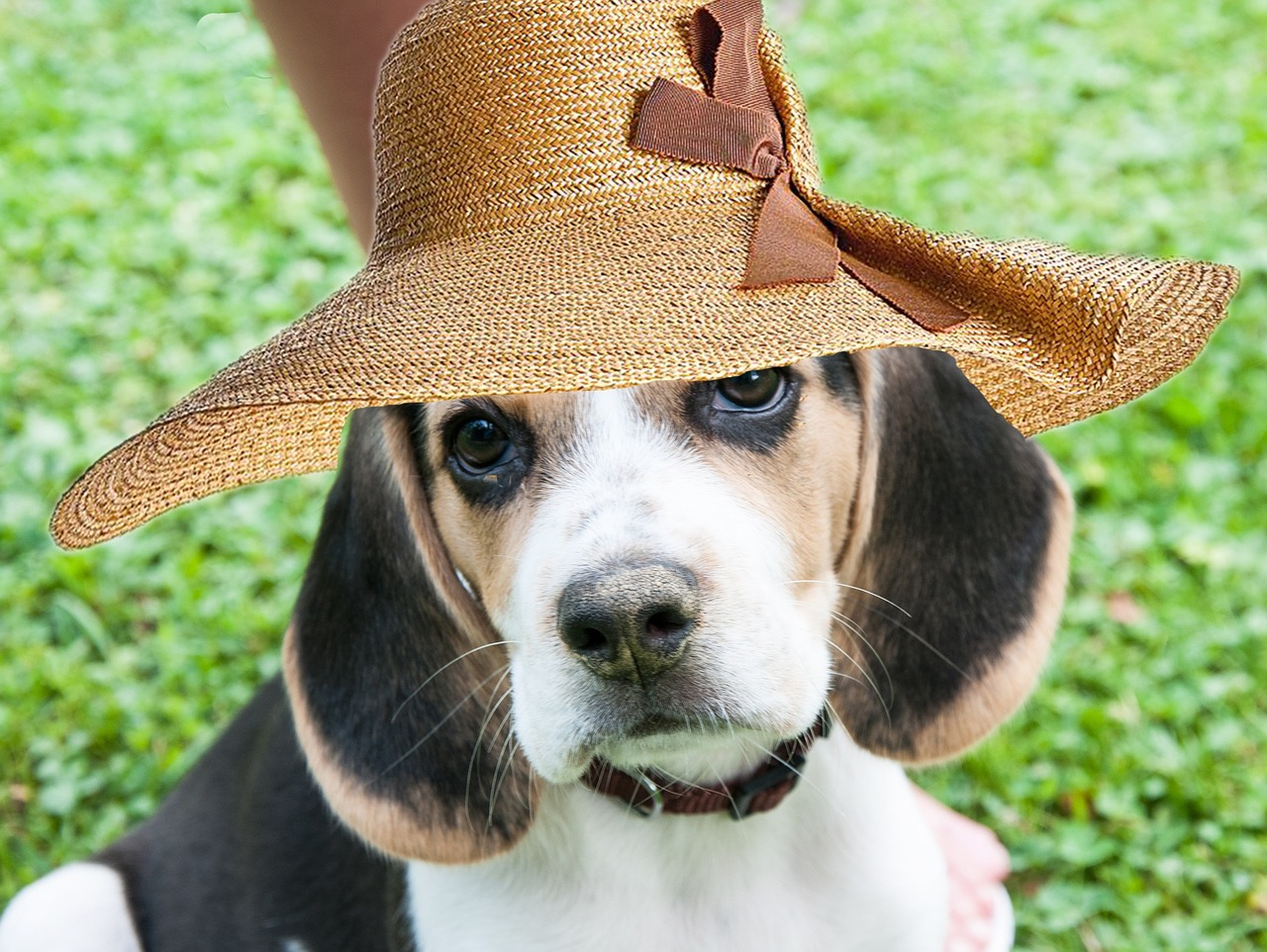 cadela da raça beagle de chapéu