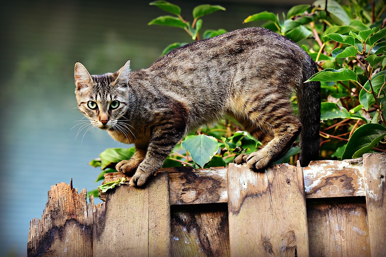gato macho em cima da cerca
