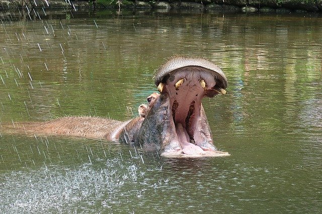 hipopótamo abrinco a boca dentro da água