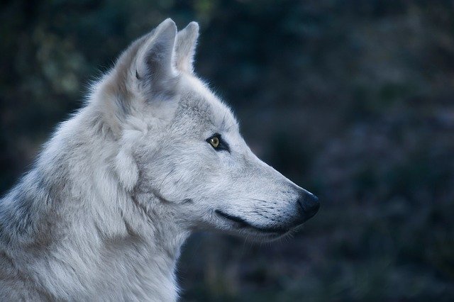 lobo branco acinzentado