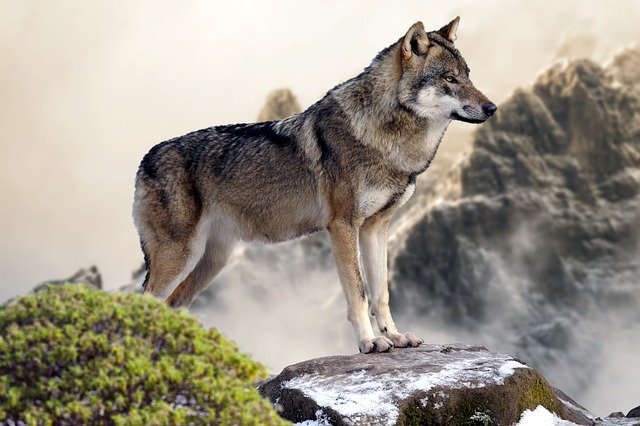 lobo olhando a paisagem procurando uma presa