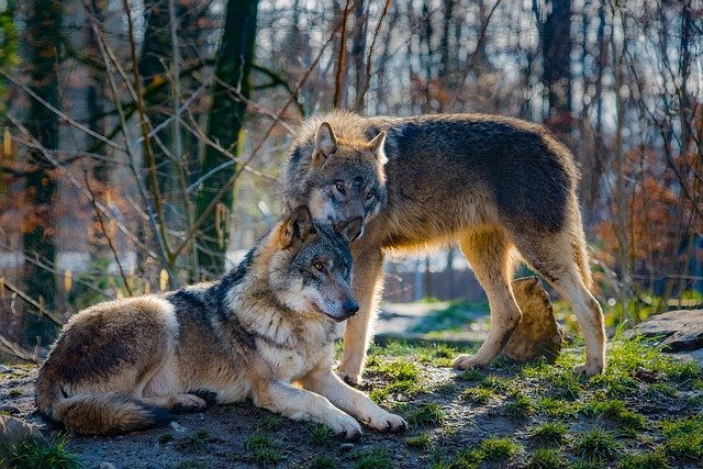 dois lobos iguais