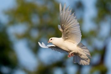 pombo branco voando livremente na natureza