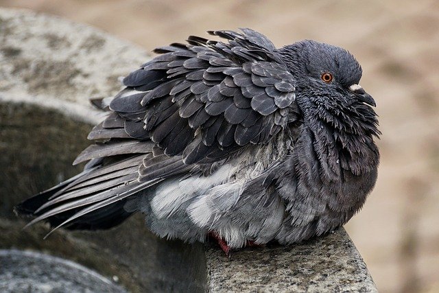 pombo muito grande e gordo parado e encolhido