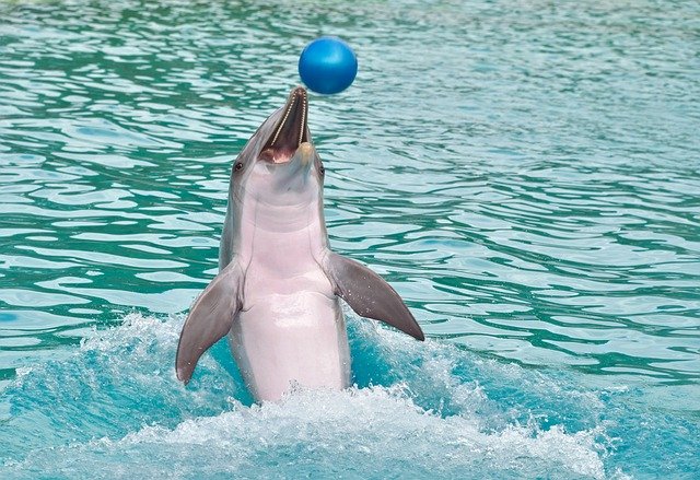 golfinho saltando no mar brincando com bola