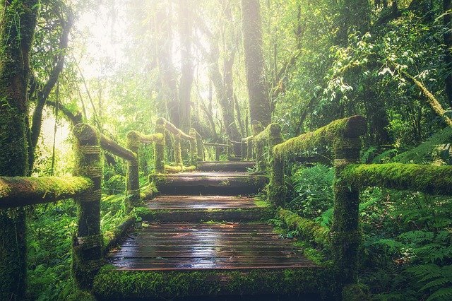 ponte de madeira no meio de uma floresta