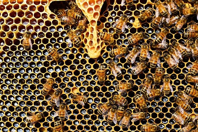abelhas fazendo mel na colmeia