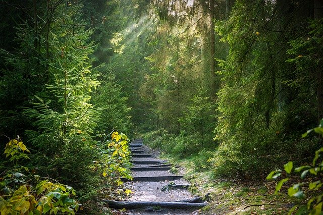 floresta verde com um caminho de escada