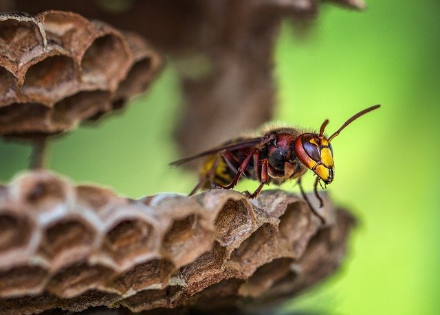 vespa rainha no ninho