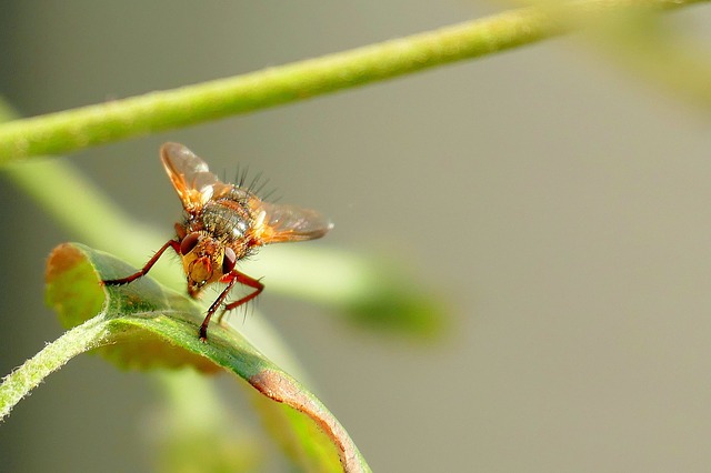 mosquito marrom em cima de uma planta