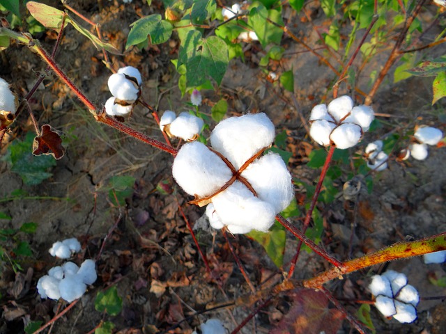 plantação de algodão