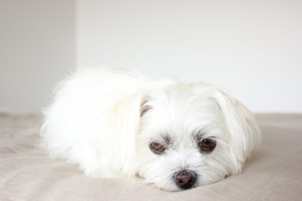 cachorro branco manso deitado