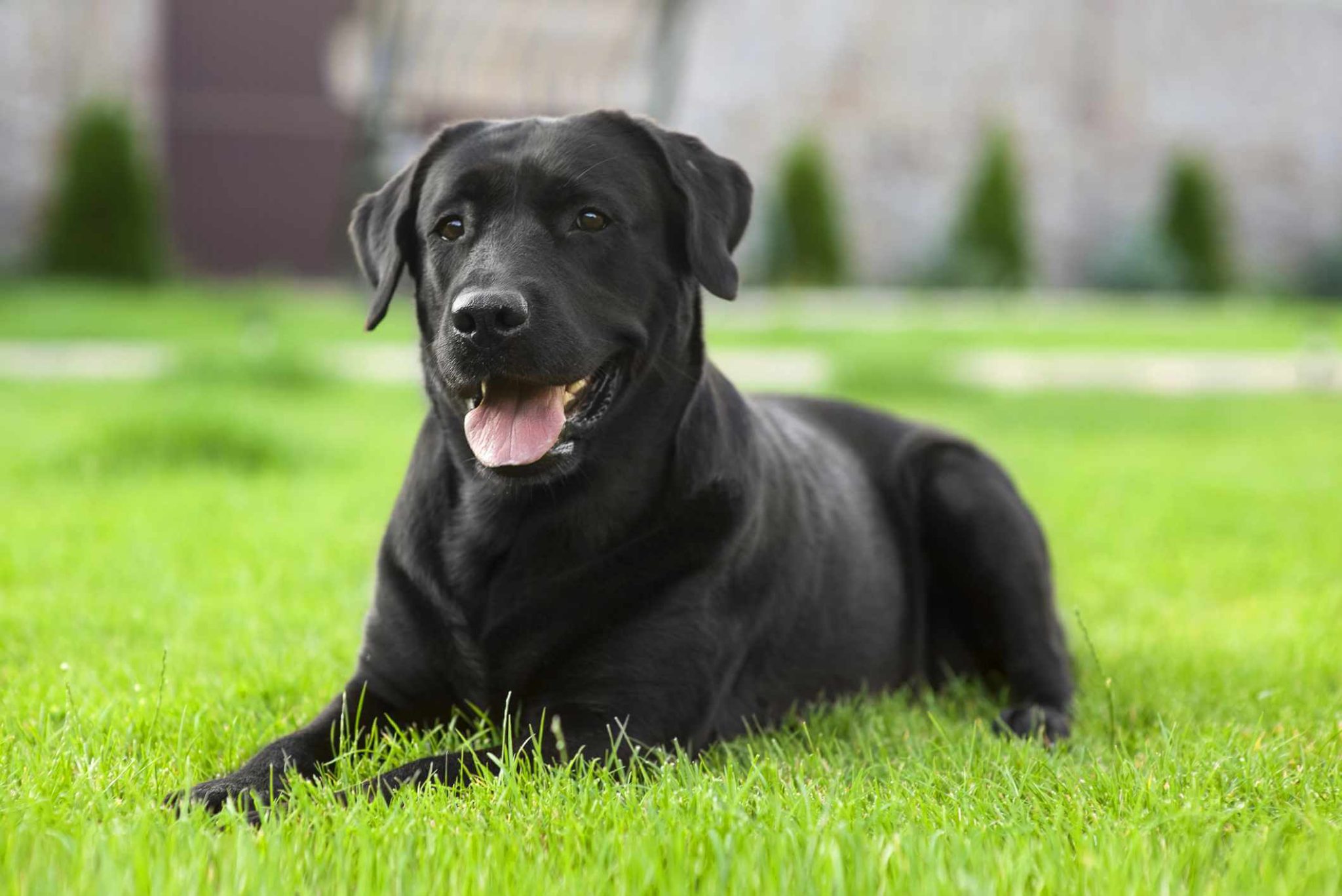 cão preto na grama cansado