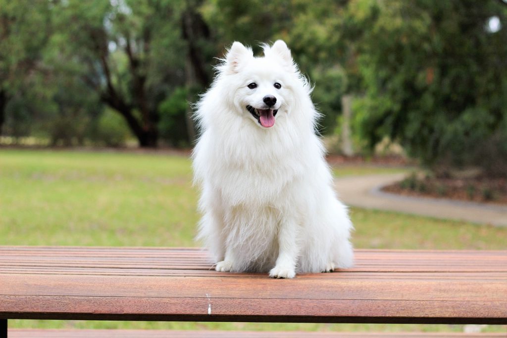 cachorro branco em cima de um banco