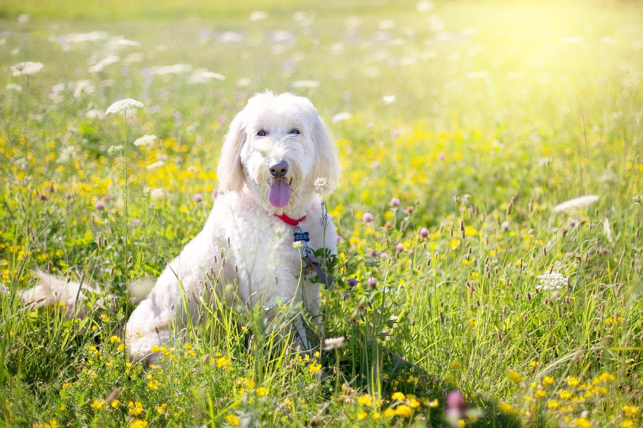cachorro branco sentado na grama