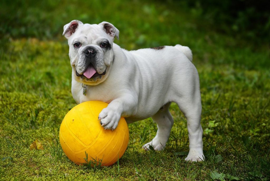 bull dog brincando com bola