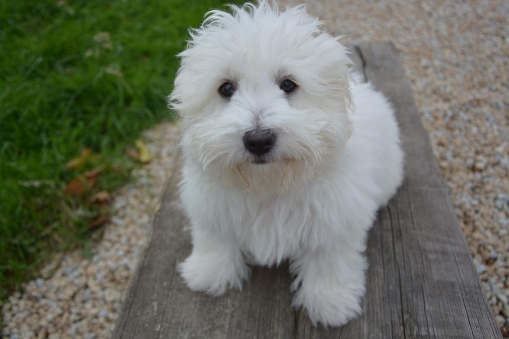 cachorrinho manso branco