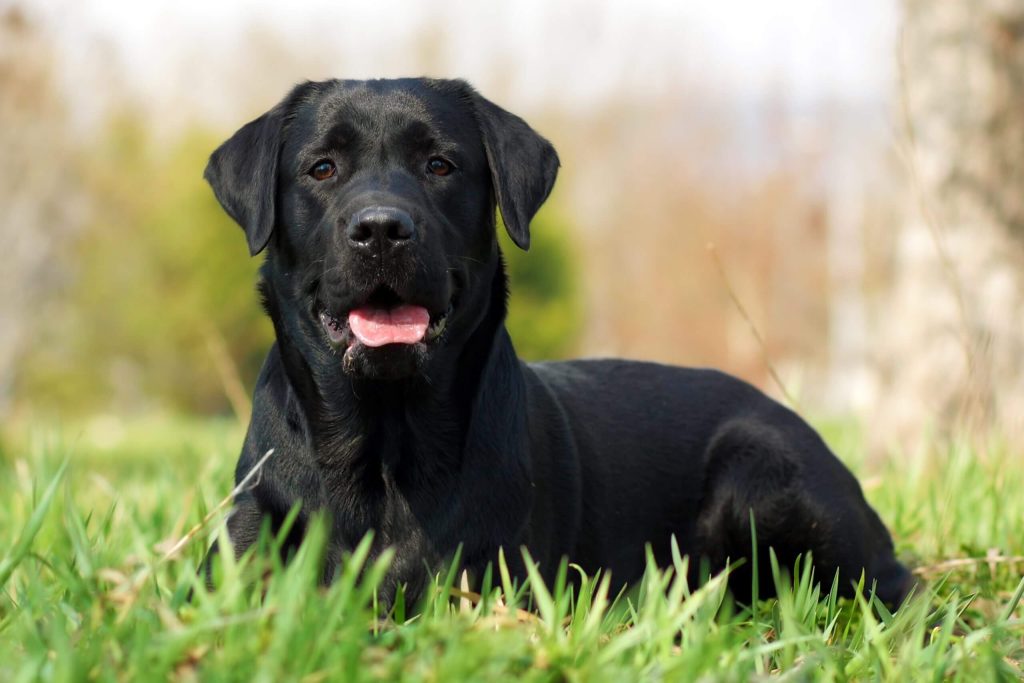 cachorro deitado na grama