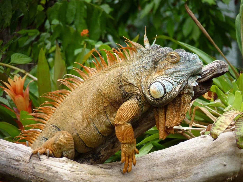 iguana na natureza