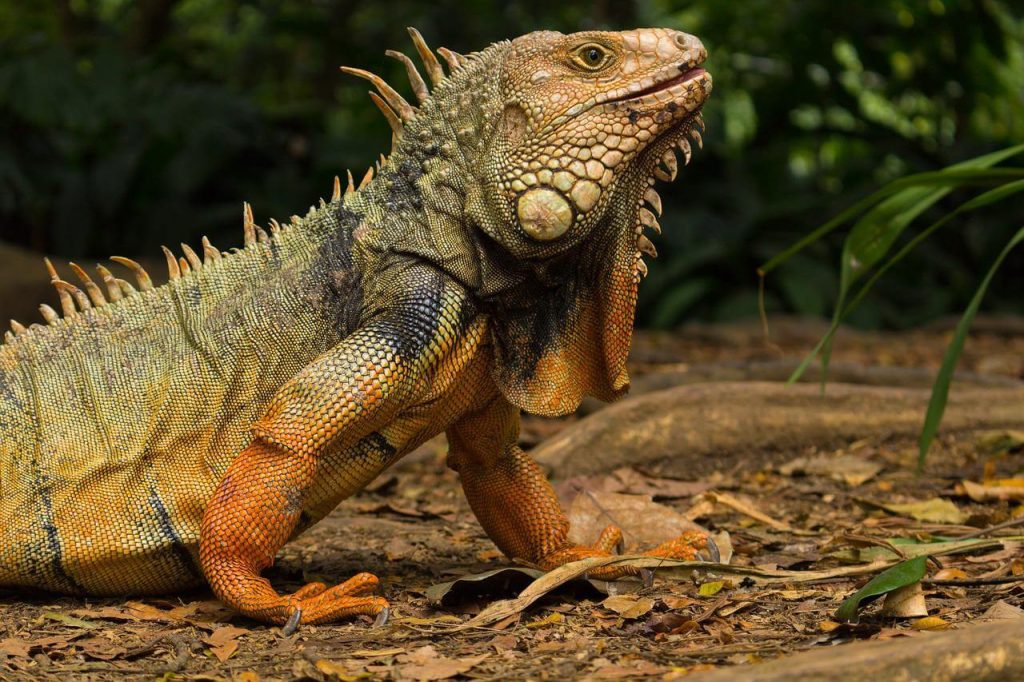 iguana andando na terra