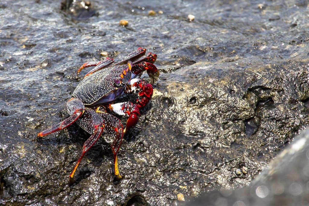 caranguejo em cima dos arrecifes na praia
