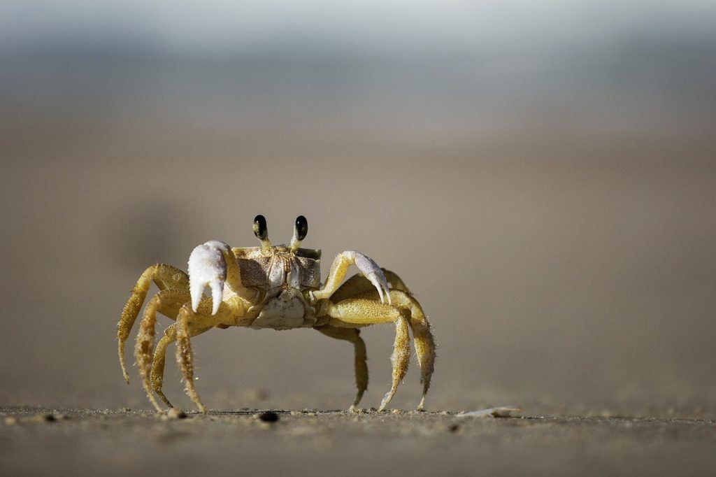 caranguejo andando na praia