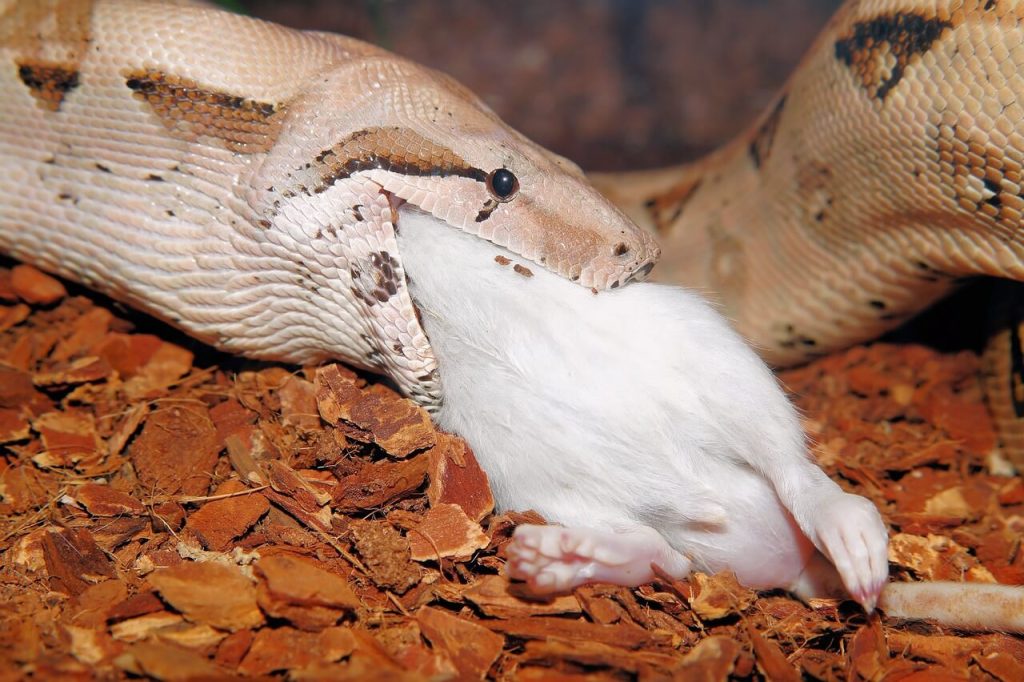 jiboia comendo rato branco