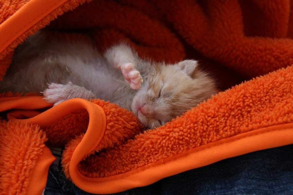 gato recém-nascido dormindo