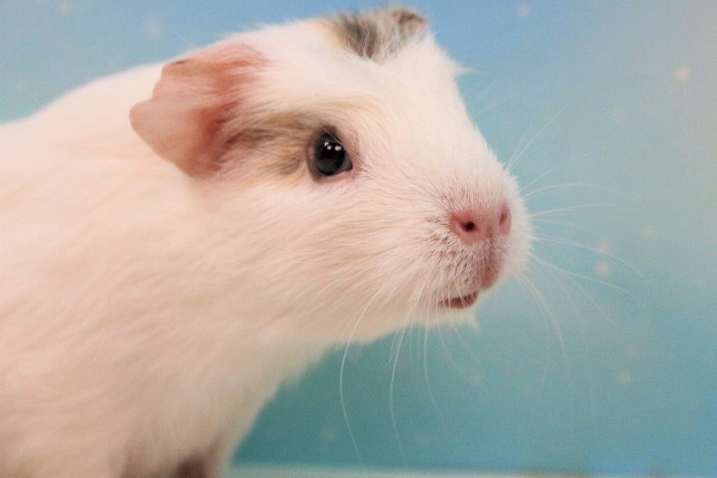 porquinho da índia branco